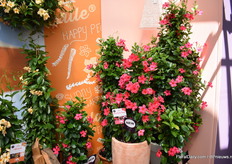 Another highlight at MNP was the Sundaville Fuchsia Pink, a variety of the Next Generation Collection.  Fuchsia Pink has a similar earliness, vigour and flower size to other Sundaville varieties of the Classic collection.